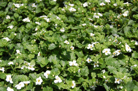 Bacopa